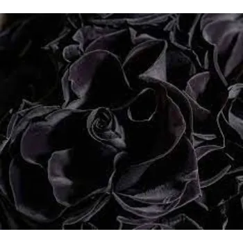 Organic Black Rose 